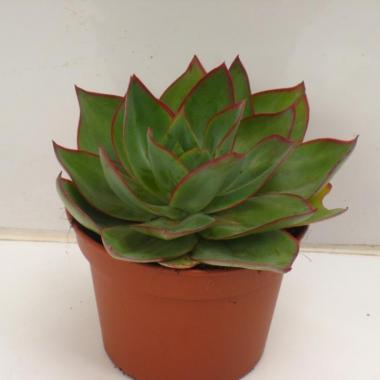 Echeveria subrigida